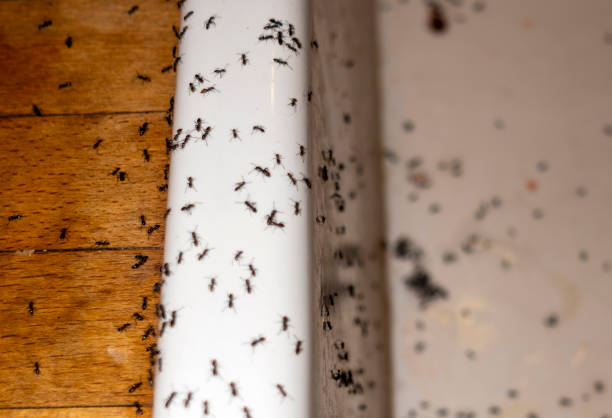Best Local Pest Control Services  in Hamilton City, CA
